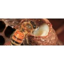 Bišu māšu peru pieniņš - dabiskais jaunības avots